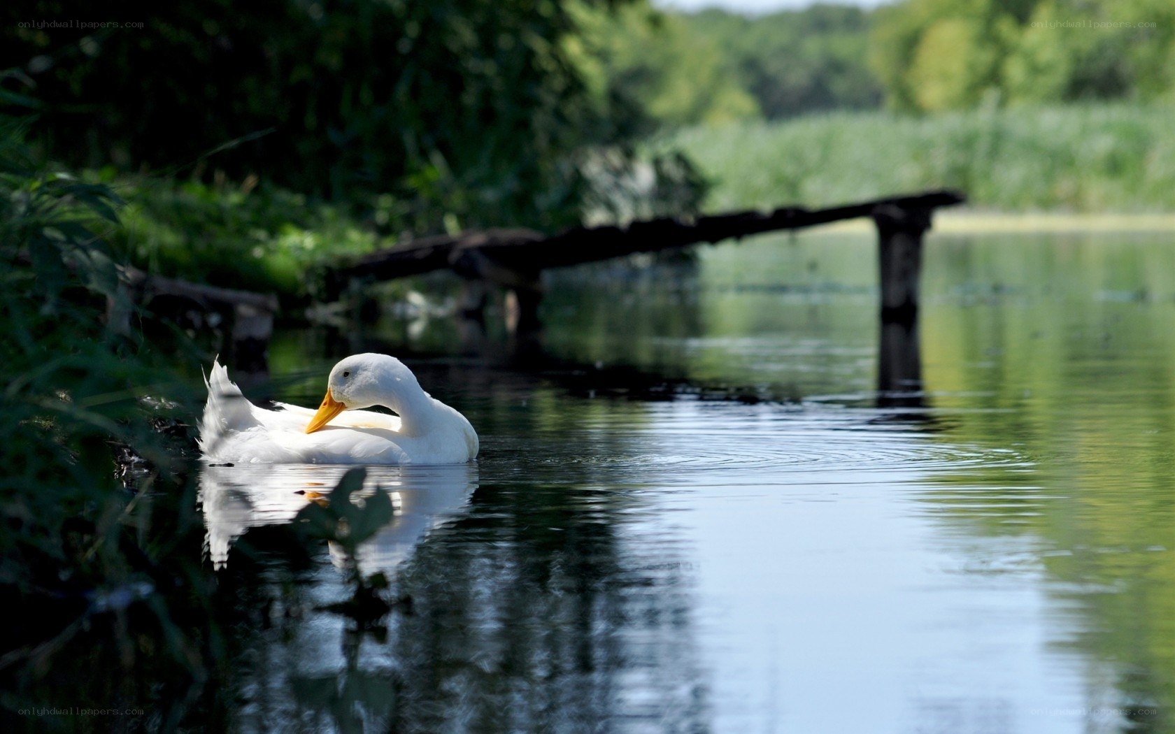 White duck on a calm pond