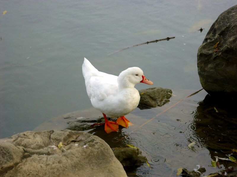White duck on a rock