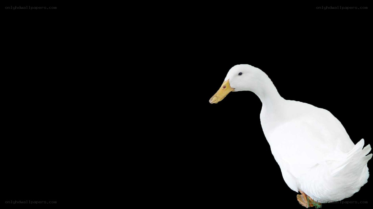 white duck on black background