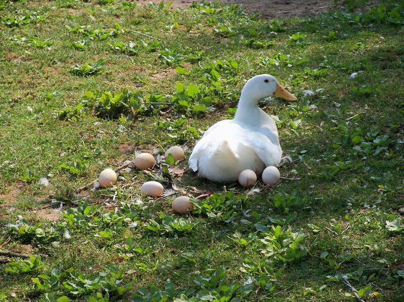 White Duck on Eggs