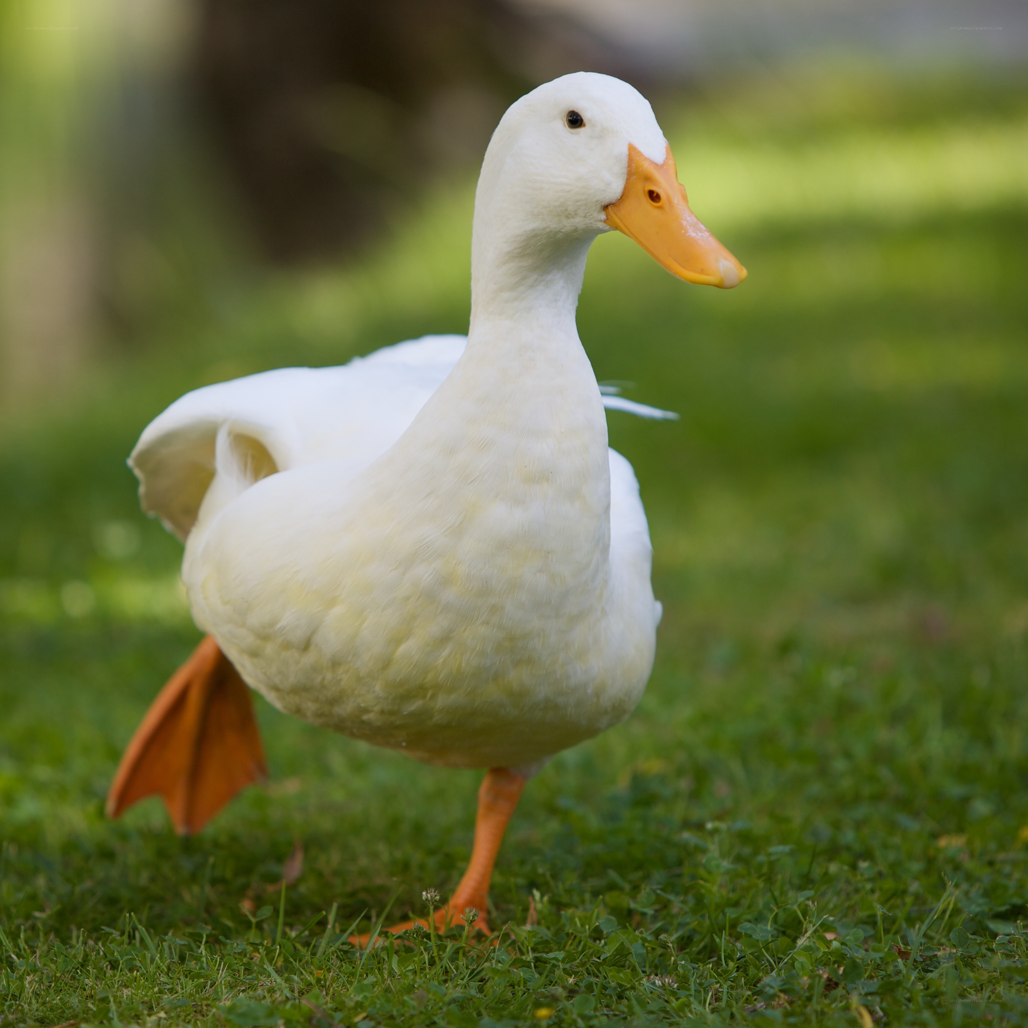 white duck on green grass