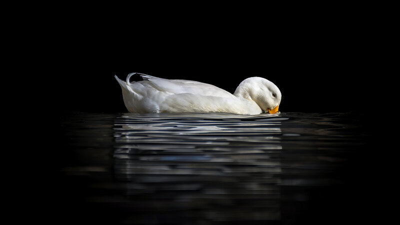 White Duck on Water