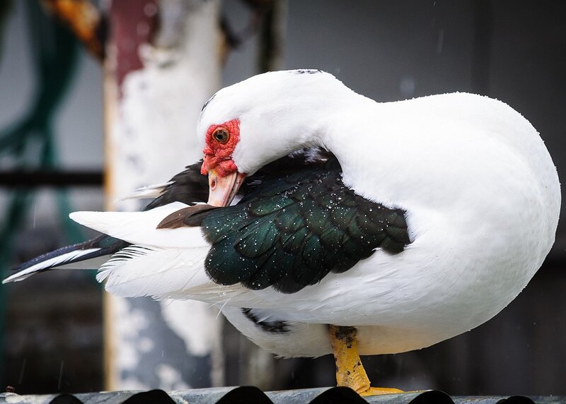white duck preening feathers