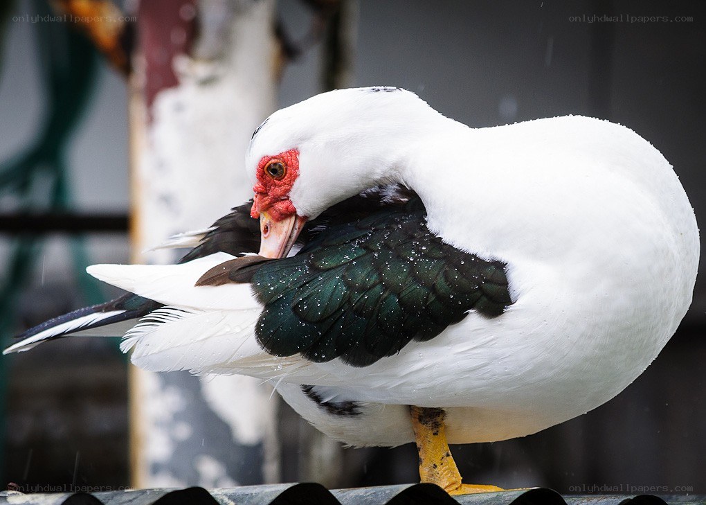 white duck preening feathers