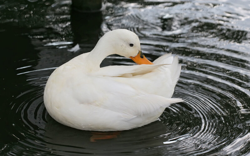 White duck preening on water