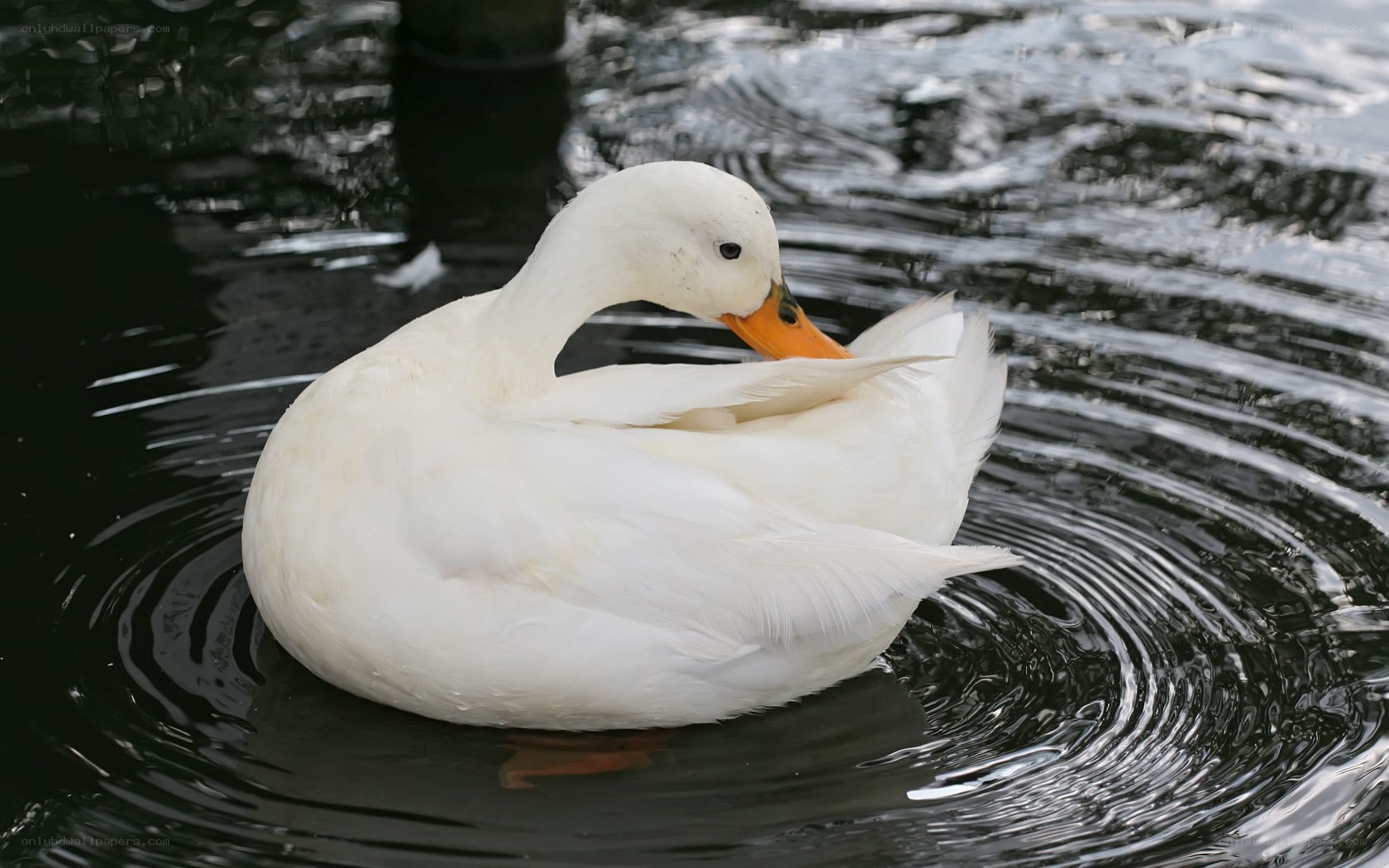 White duck preening on water