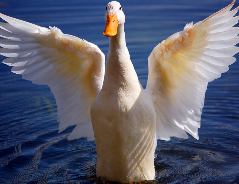 White Duck Spreading Wings