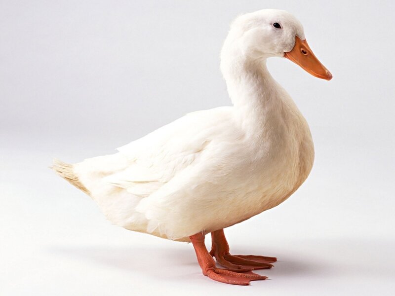 White Duck Standing — Neutral