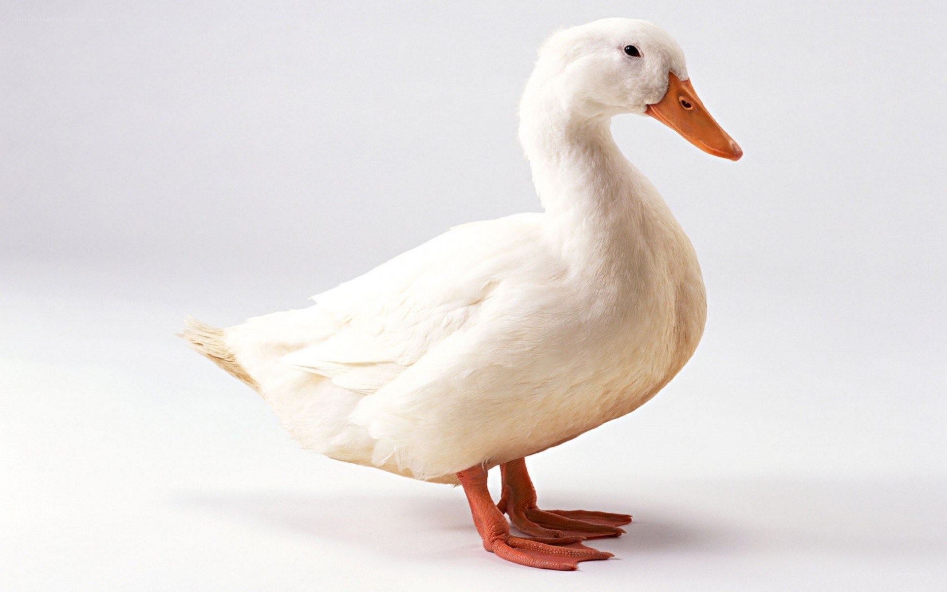 white duck standing
