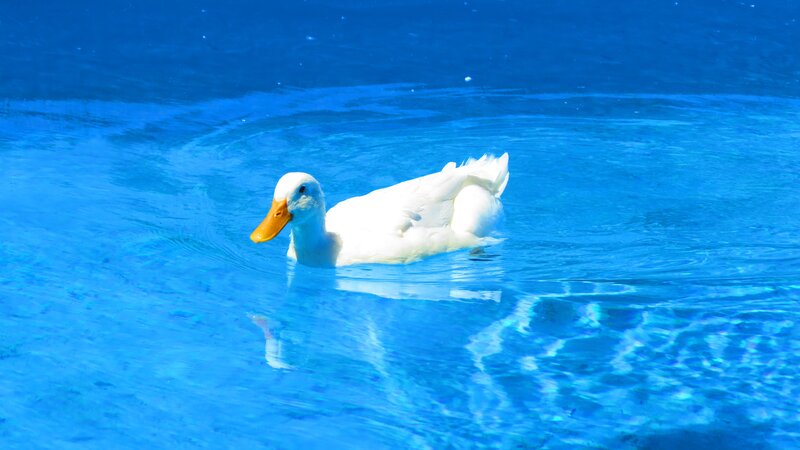 White Duck Swimming — Blue, Serene, Afternoon