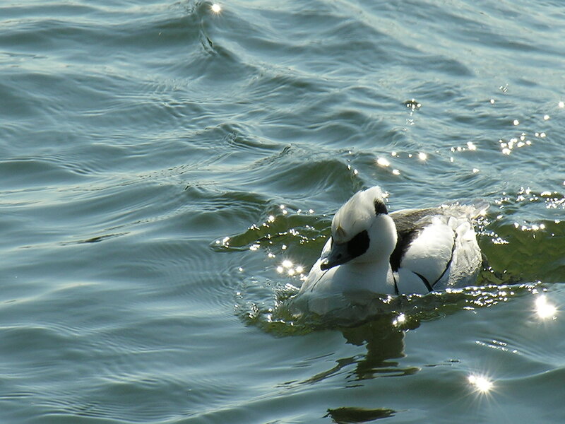 White Duck Swimming — Blue, Serene