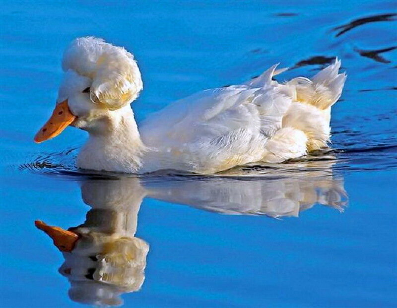 White Duck Swimming — Blue
