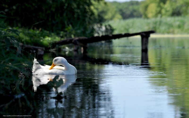 White Duck Swimming — Green