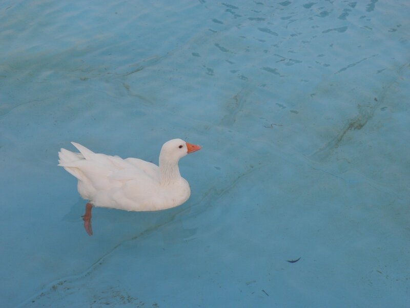 white duck swimming in blue water