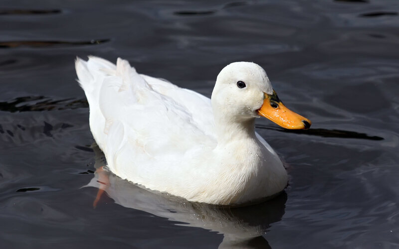 white duck swimming in water