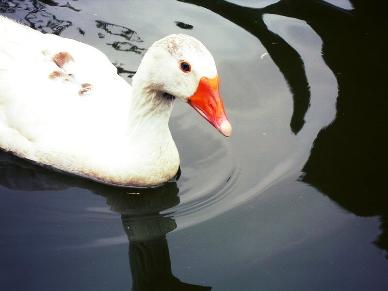 White duck swimming in water