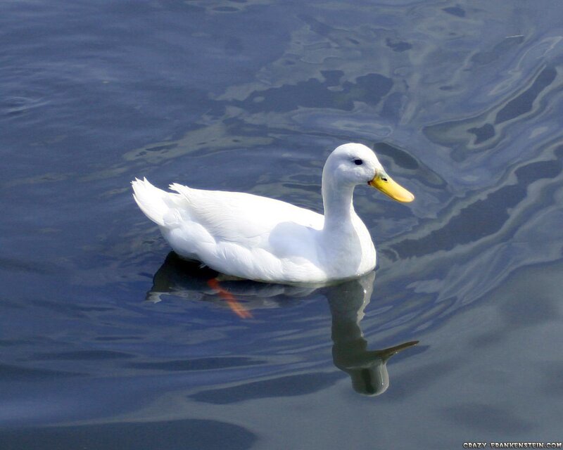 White duck swimming in water