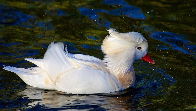 White Duck Swimming — Serene, Photograph