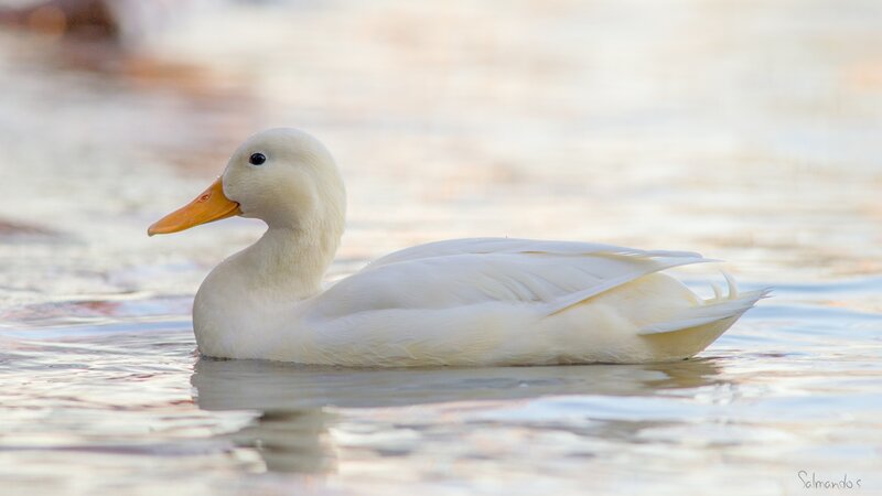 White Duck Swimming — Serene, Sunset
