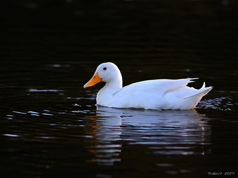 White Duck Swimming — Serene