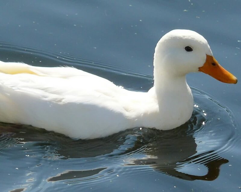 White Duck Swimming