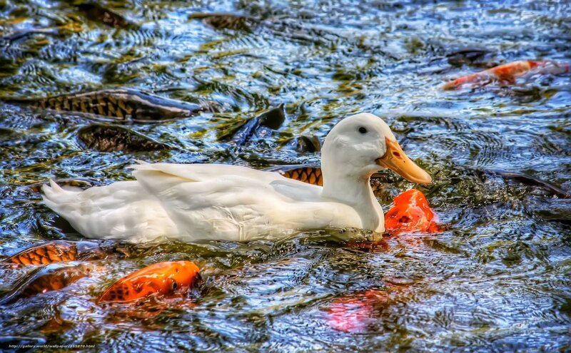 White duck swimming with koi fish