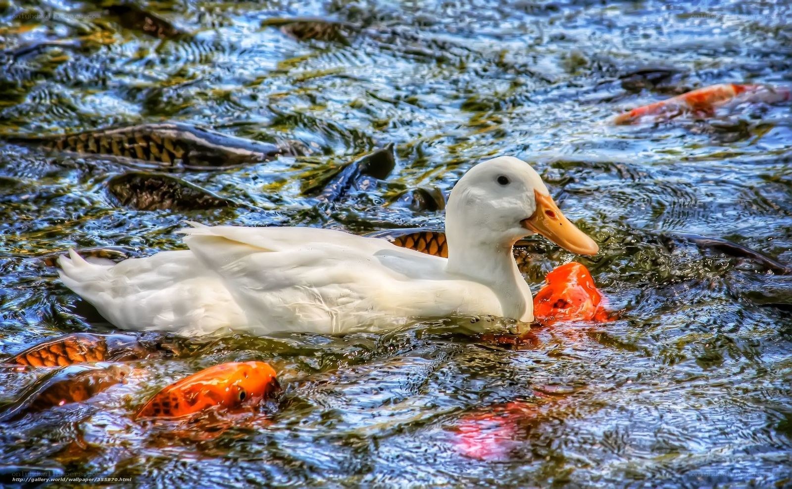 White duck swimming with koi fish