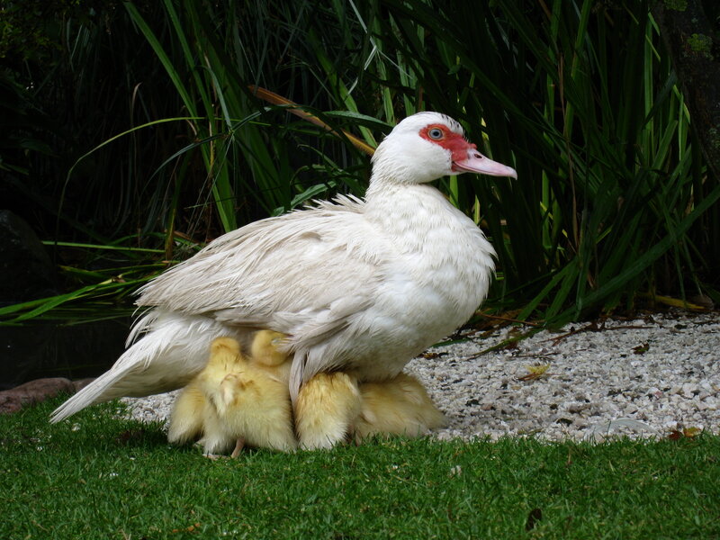 White Duck with Ducklings — Calm