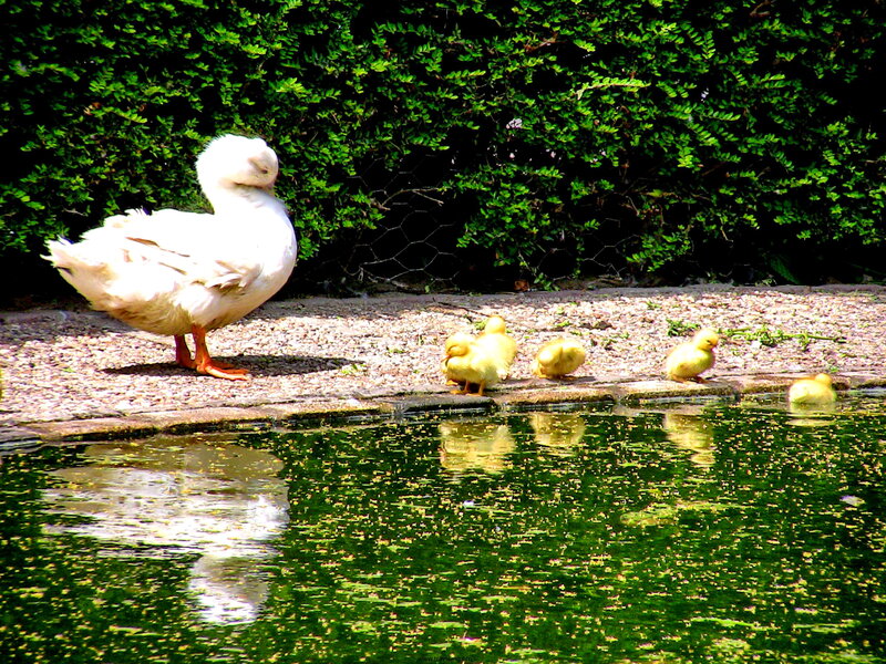 White Duck with Ducklings — Green, Serene