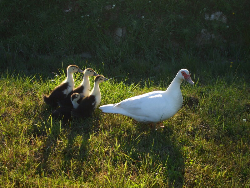 White Duck with Ducklings — Green