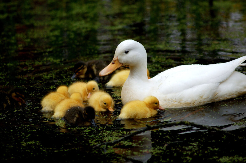 White Duck with Ducklings — Serene