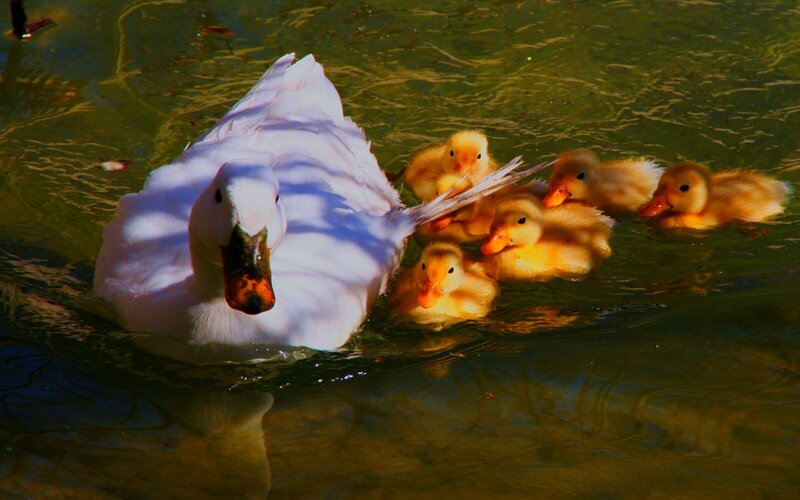 White Duck with Ducklings — Yellow