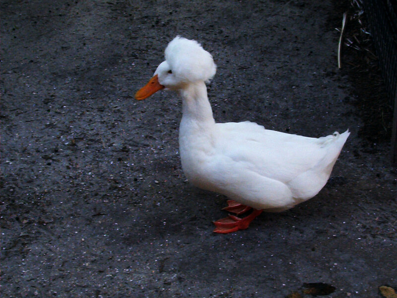 white duck with fluffy head
