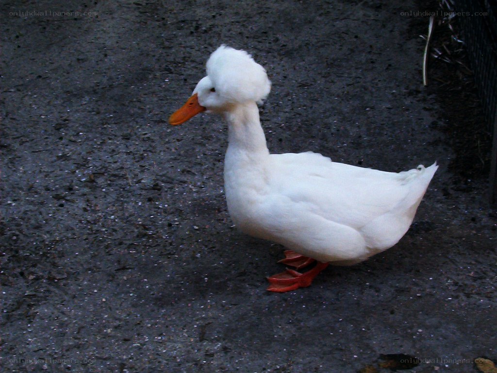 white duck with fluffy head