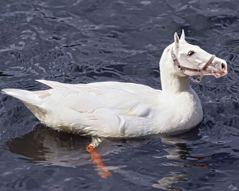 White Duck with Horse Head