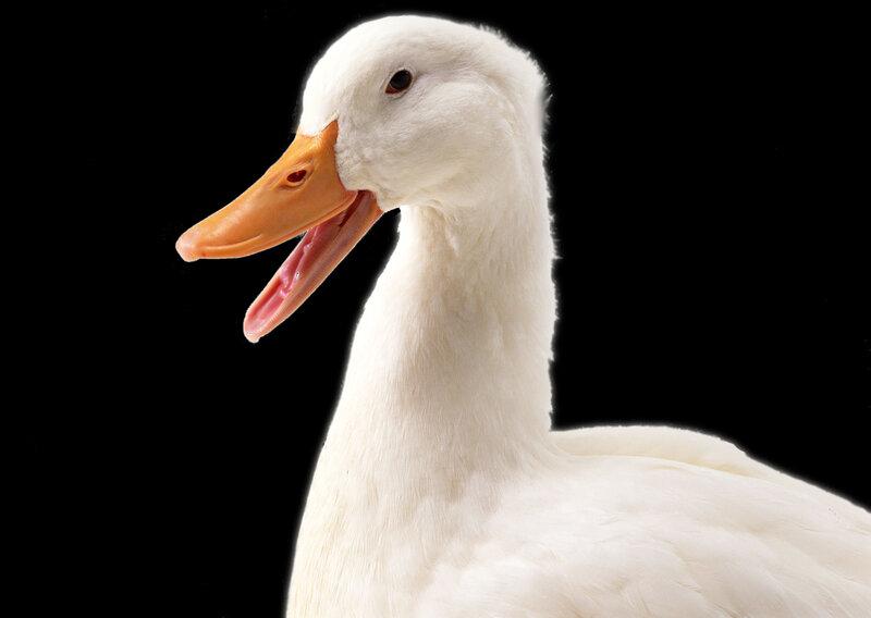 white duck with open beak