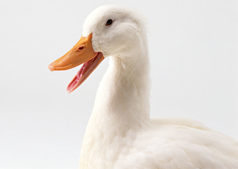 white duck with open beak