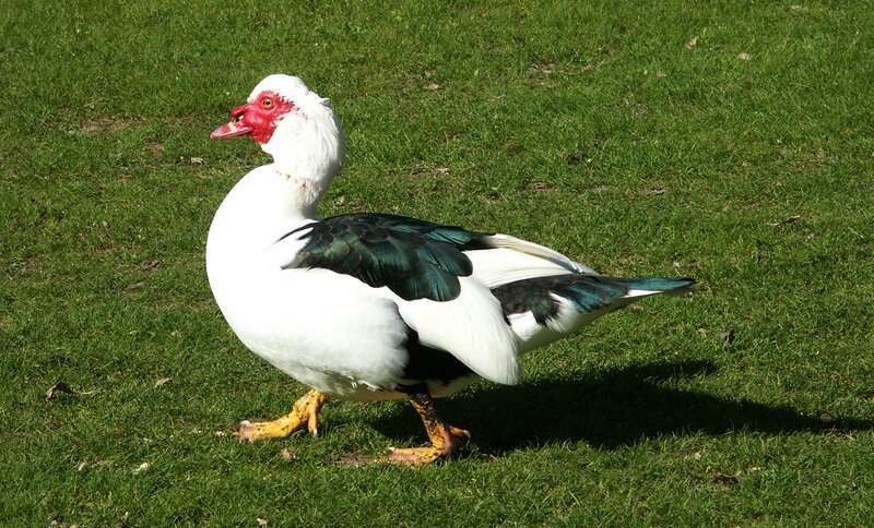 white duck with red face