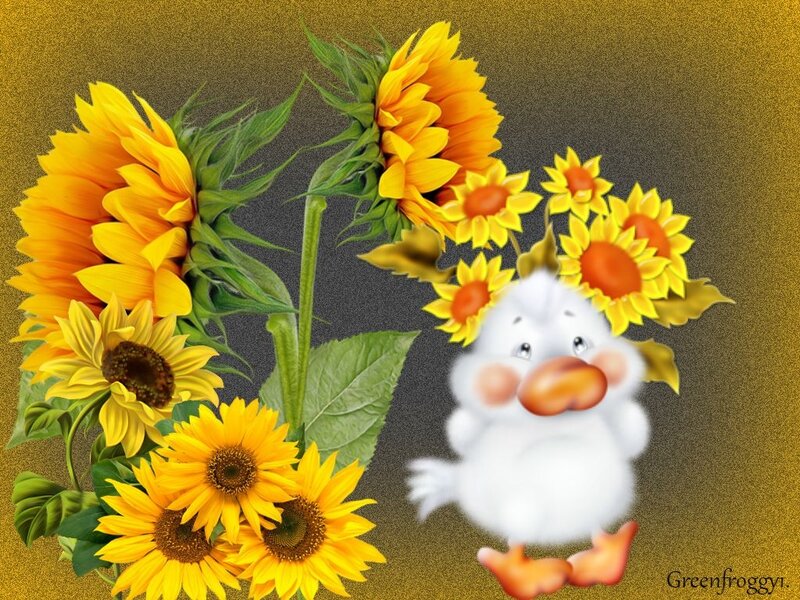 White Duckling with Sunflowers