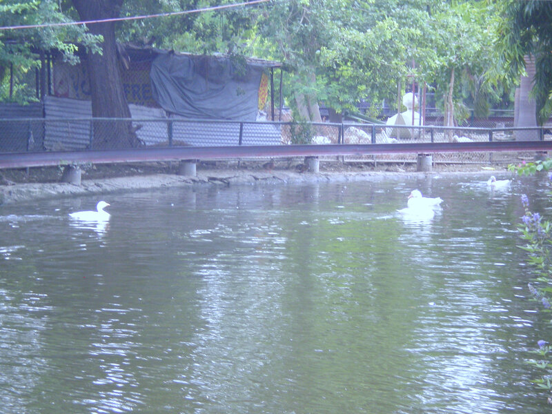 White ducks in a pond