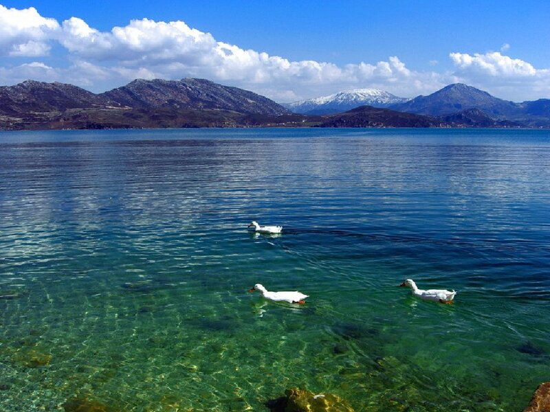 White Ducks in Lake
