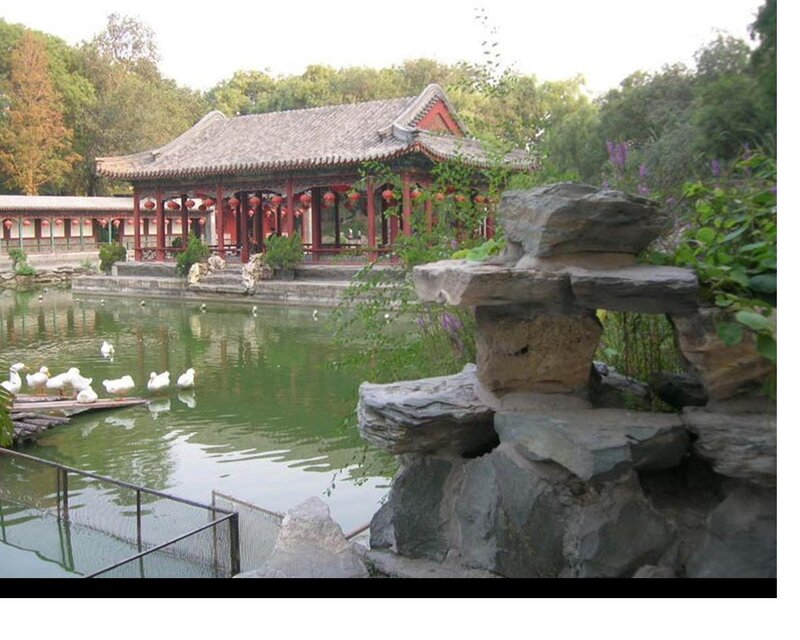 White Ducks in Pond — Green