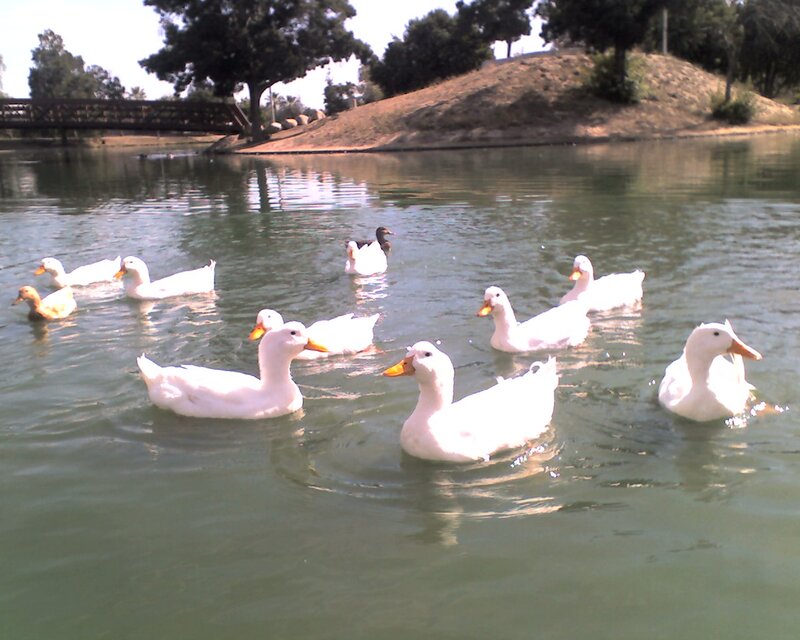 White Ducks in Pond