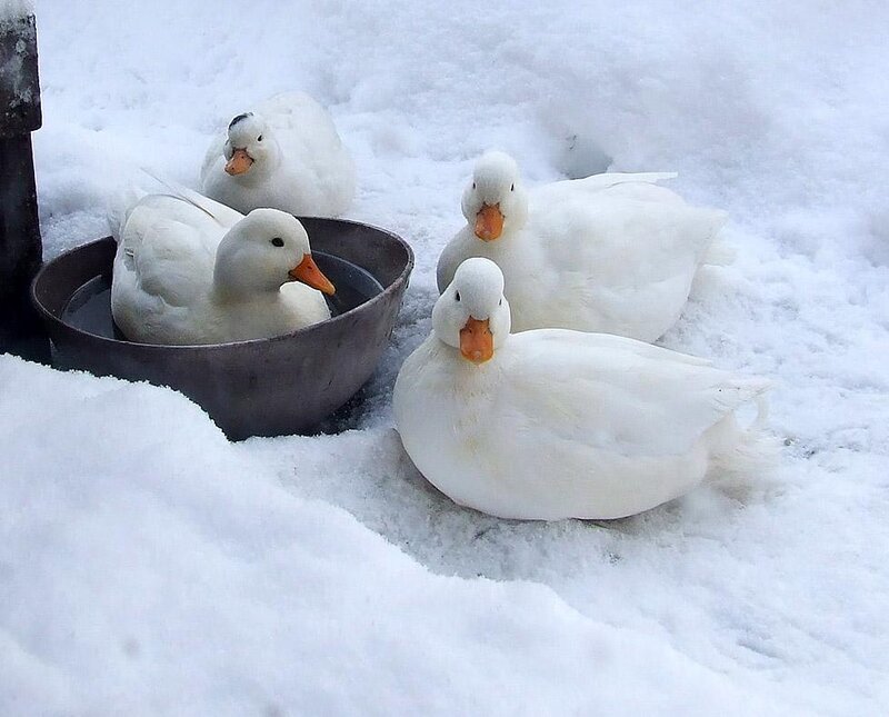 White Ducks in Snow