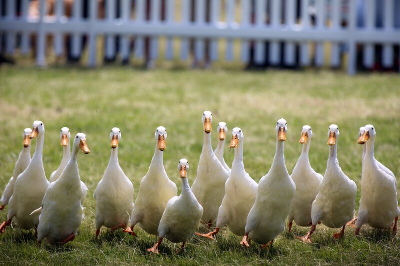 White Ducks on Grass — Green