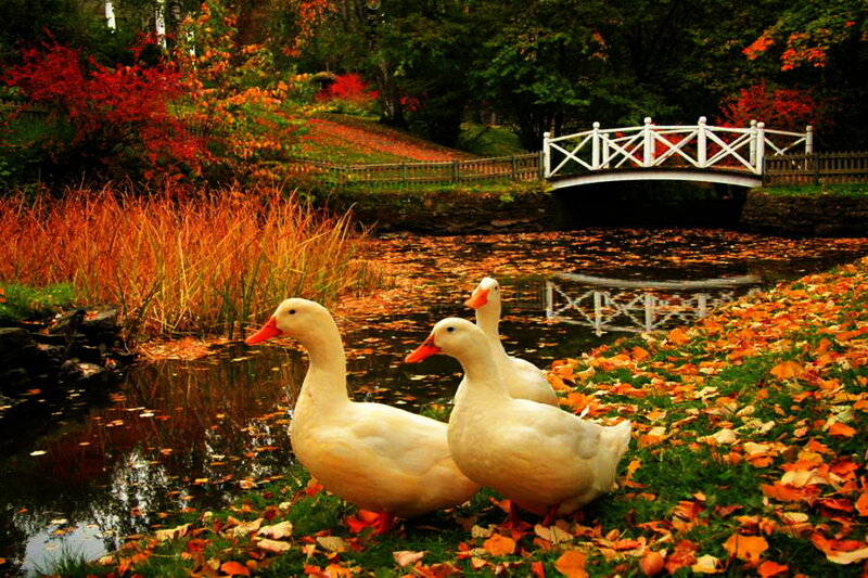 White Ducks on Grass