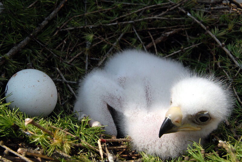 White Eagle Chick