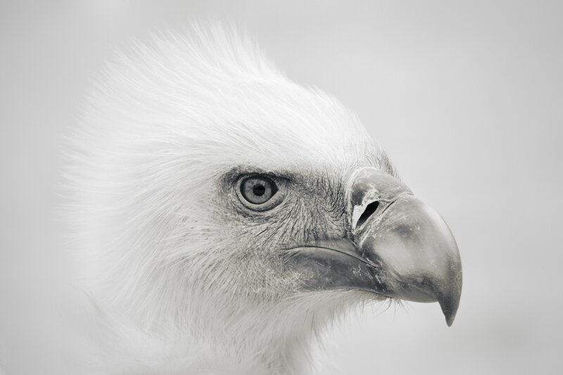 White Eagle Head — Gray