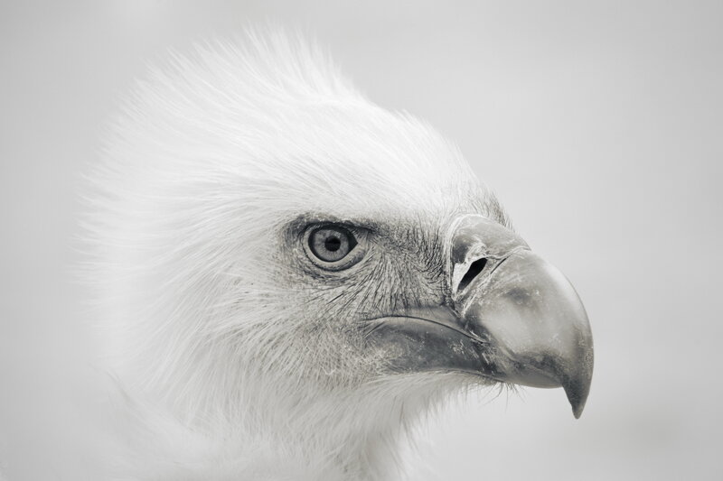 White Eagle Head