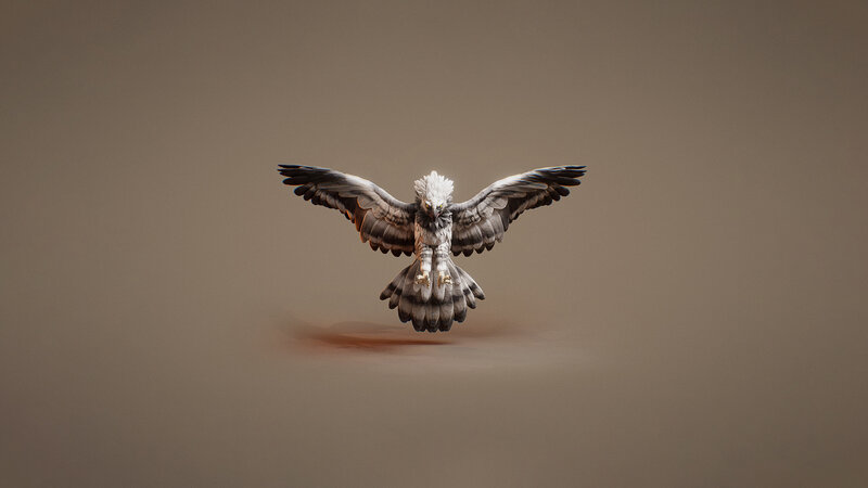 White Eagle in Flight — Gray